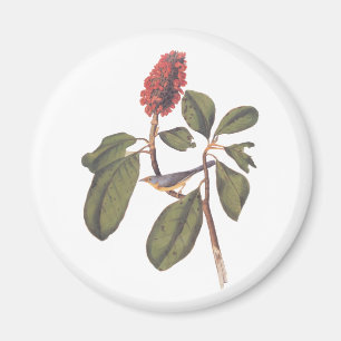 Bonaparte Flycatcher Canada Warbler Audubon Bird Magnet
