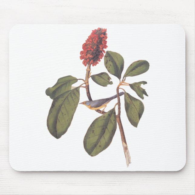 Bonaparte Flycatcher Canada Warbler Audubon Bird Musmatta (Framsidan)