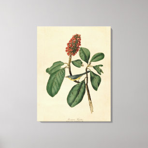 Bonapartes Flycatcher, Audubon's Birds of America Canvastryck