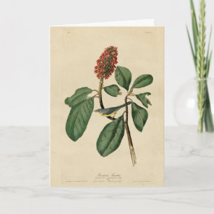 Bonapartes Flycatcher, Audubon's Birds of America Kort