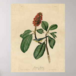 Bonapartes Flycatcher, Audubon's Birds of America Poster