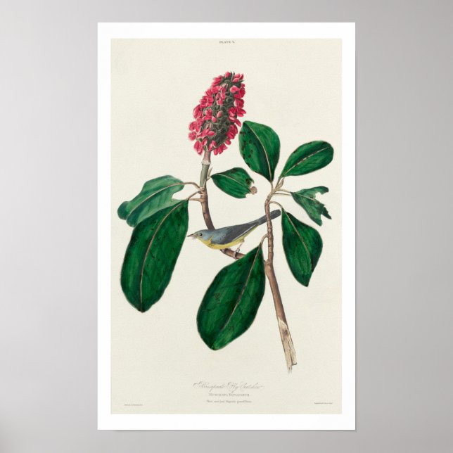 Bonapartes Flycatcher av Audubon Poster (Framsidan)