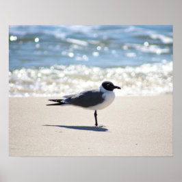 Bonaparte's Gull Fiskmås vid Beach Färg 16 x 20 Poster
