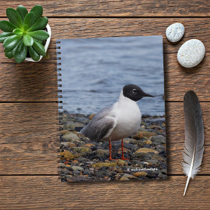 Bonaparte's Gull vid Beach Anteckningsbok