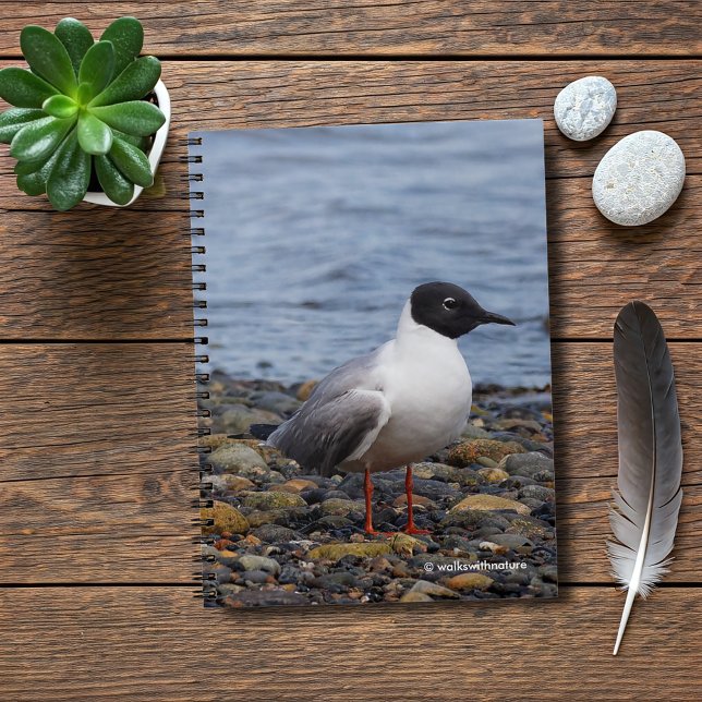 Bonaparte's Gull vid Beach Anteckningsbok (Bonaparte's Gull at the Beach Journal Cover Photo)