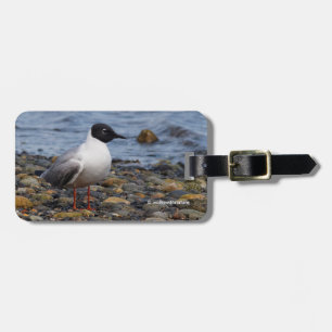 Bonaparte's Gull vid Beach Bagagebricka