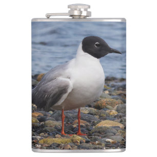 Bonaparte's Gull vid Beach Fickplunta