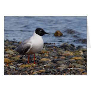 Bonaparte's Gull vid Beach Hälsningskort