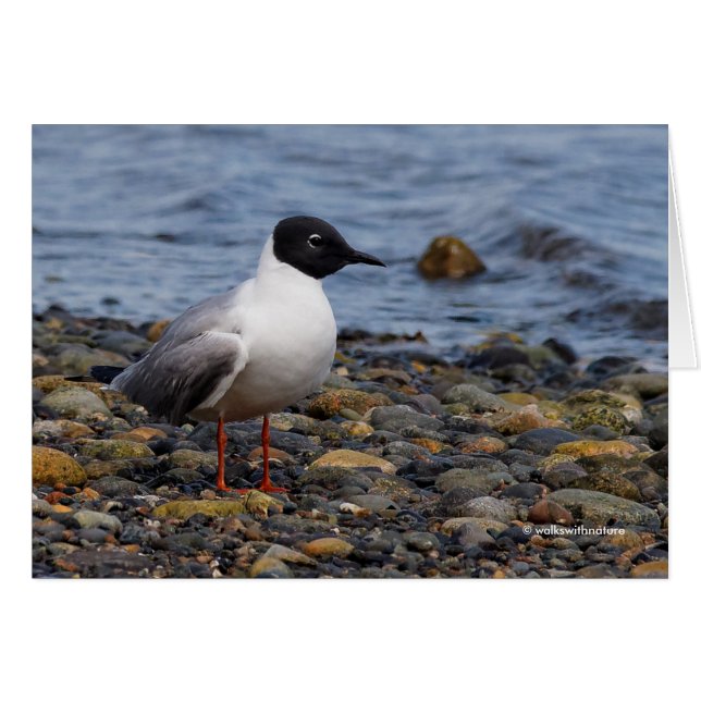 Bonaparte's Gull vid Beach Hälsningskort (Framsidan Horizontal)