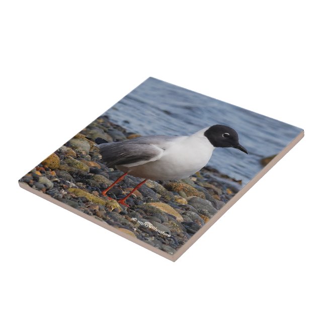 Bonaparte's Gull vid Beach Kakelplatta (Sidan)