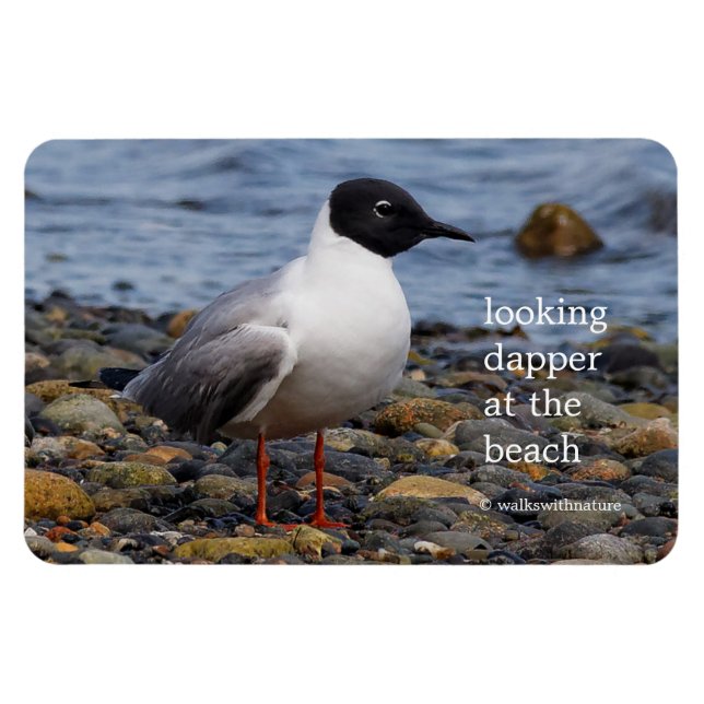 Bonaparte's Gull vid Beach Magnet (Horisontell)