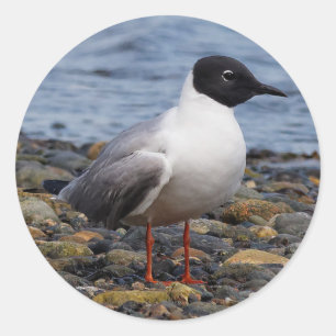 Bonaparte's Gull vid Beach Runt Klistermärke