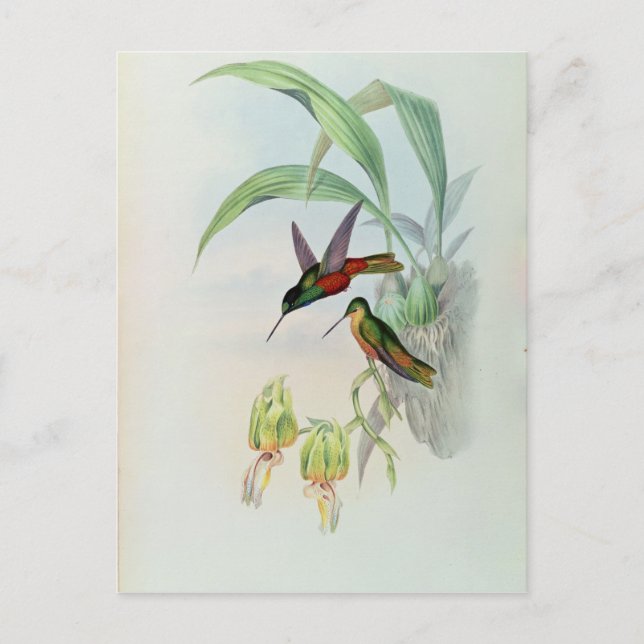 Bonaparte's Star Fronted Hummingbird (färgad tänd) Vykort (Framsida)