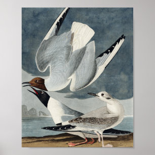 Bonapartian Gull från amerikanska fåglar Poster