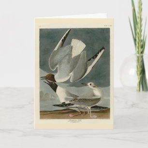 Bonapartian Gull från Audubon's Birds of America Kort