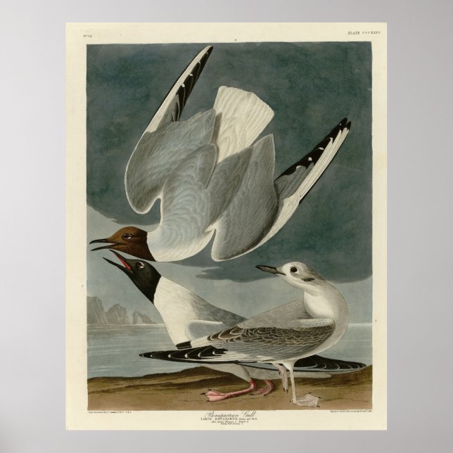 Bonapartian Gull från Audubon's Birds of America Poster (Framsidan)