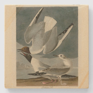 Bonapartian Gull från Audubon's Birds of America Stenunderlägg