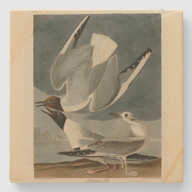 Bonapartian Gull från Audubon's Birds of America Stenunderlägg (Framsidan)