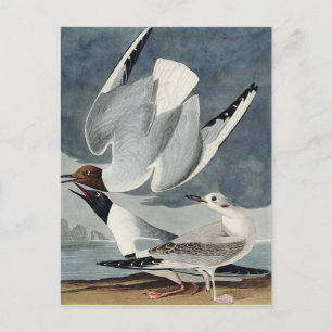 Bonapartian Måse från Birds of America Vykort