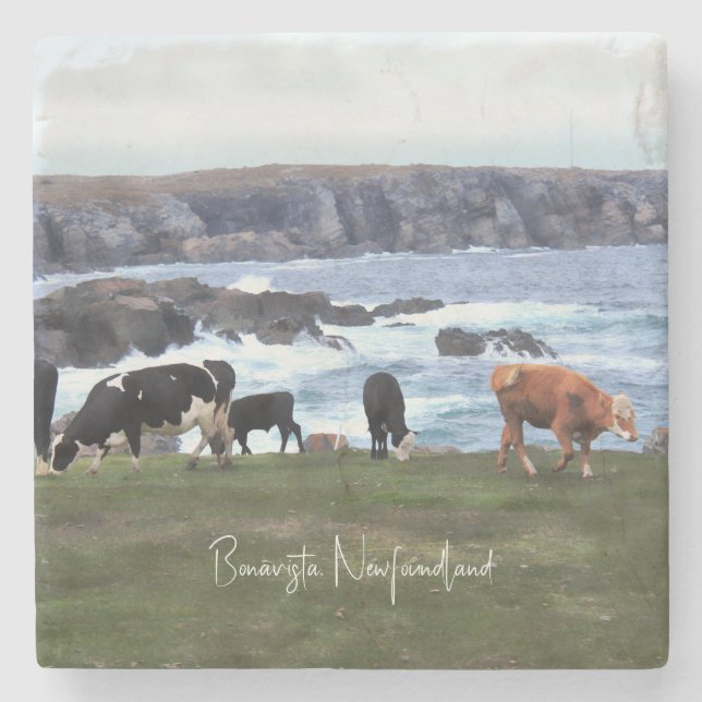 Bonavista Newfoundland Cattle Stenunderlägg (Framsidan)
