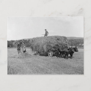 Bönder skördar hö, 1906 vykort