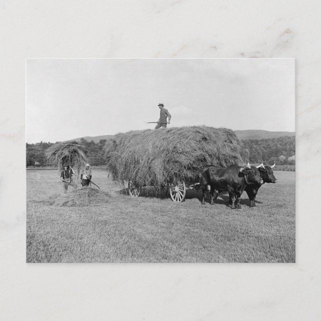 Bönder skördar hö, 1906 vykort (Framsida)