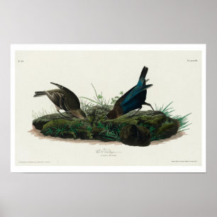 Böndfåglar av Audubon Poster