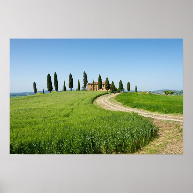Bondgårdsvilla med cypresser i Toscana Poster (Framsidan)