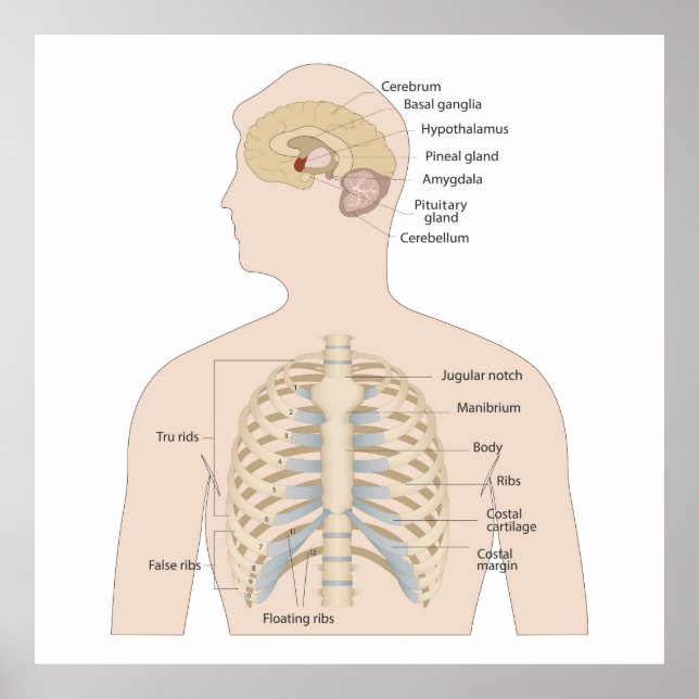 Boner i bröstet poster (Framsidan)