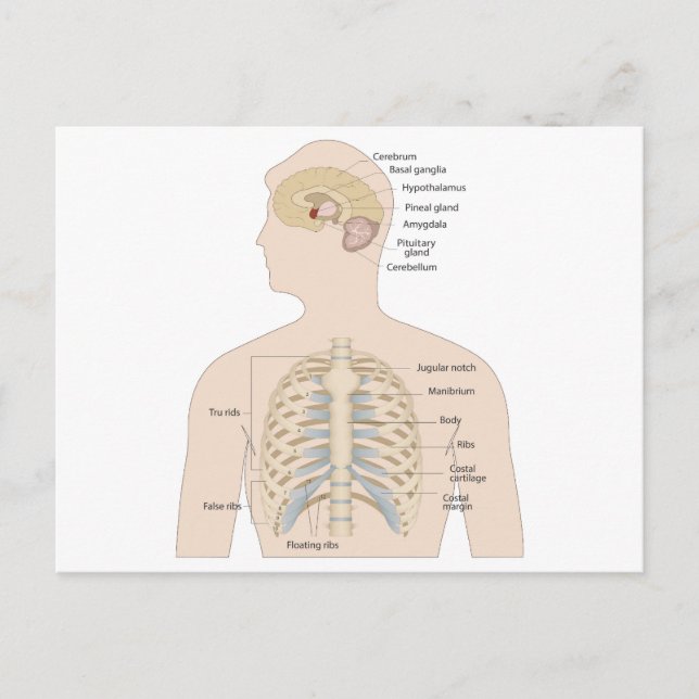 Boner i bröstet vykort (Framsida)