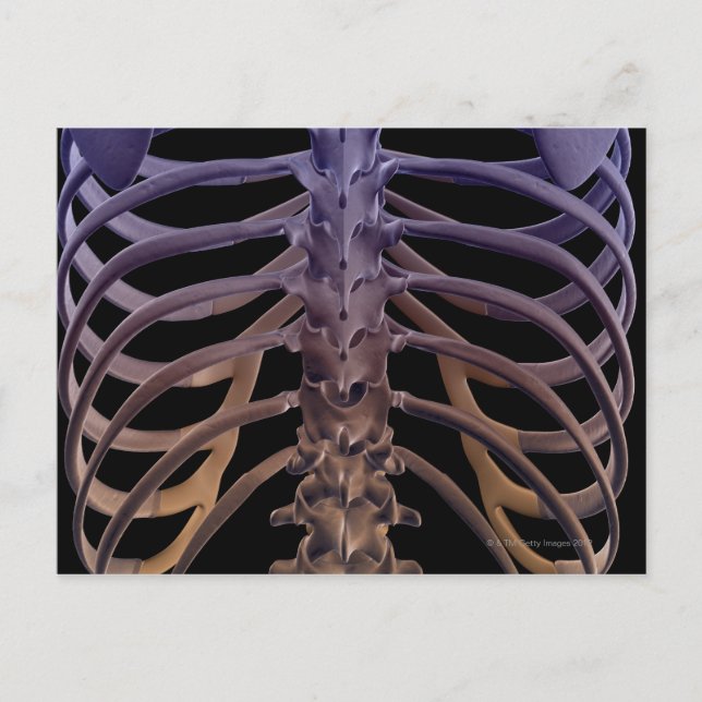 Bones of the Back Vykort (Framsida)