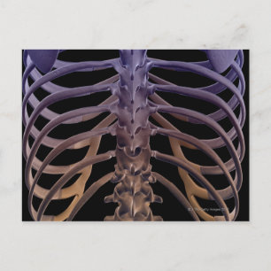 Bones of the Back Vykort