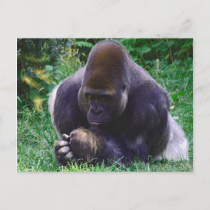 Bönfallande Gorilla Postkort Vykort