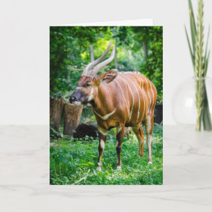 Bongo Antelope Kort