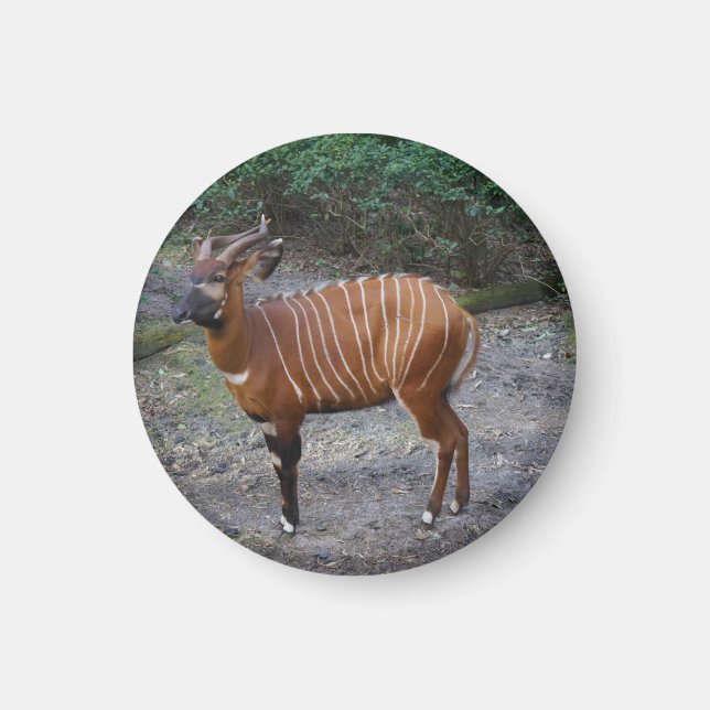 Bongo (Antelope) Magnet (Framsidan)