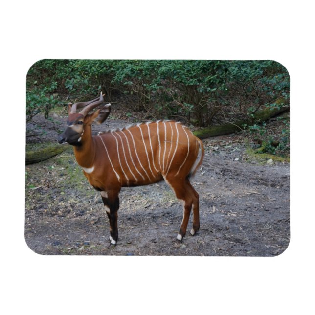 Bongo (Antelope) Magnet (Horisontell)