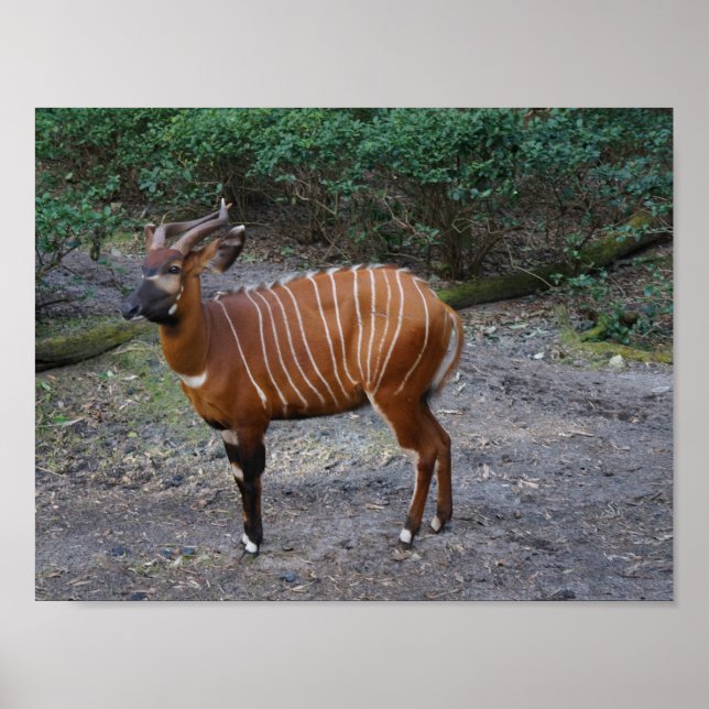Bongo (Antelope) Poster (Framsidan)