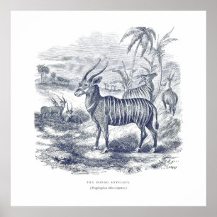 Bongo Antelope Premium Canvas (glans) Poster