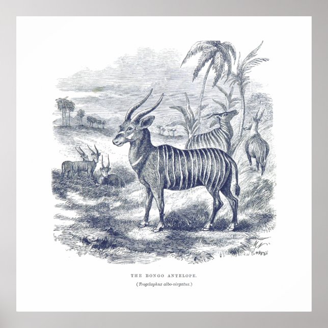 Bongo Antelope Premium Canvas (glans) Poster (Framsidan)