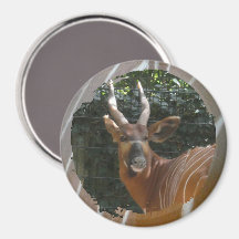 Bongo Antelope & Skin Gräns Magnet