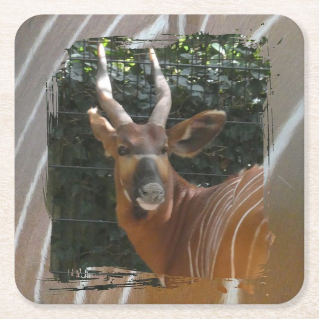 Bongo Antelope & Skin Gräns Underlägg Papper Kvadrat (Framsidan)