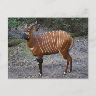 Bongo (Antilop) vykort