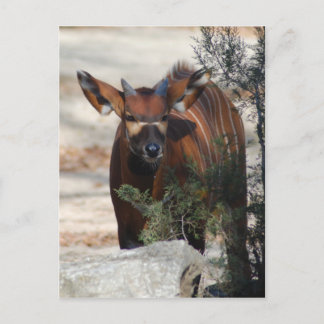 Bongo Calf-vykort Vykort