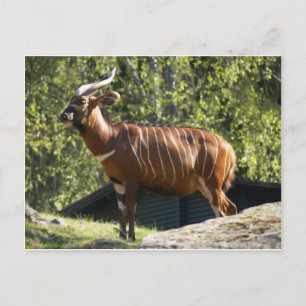 Bongo Vykort