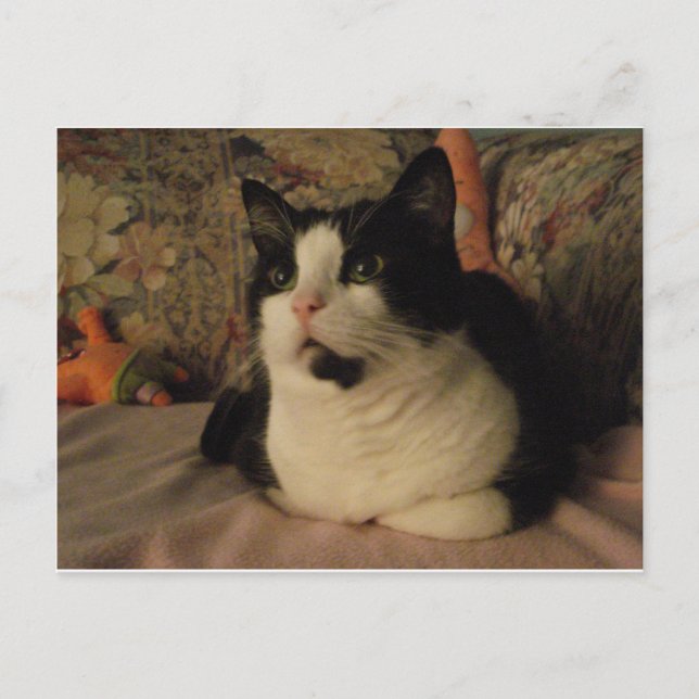 BONGO VYKORT (Framsida)