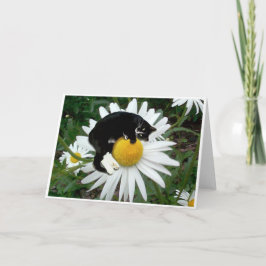 Bongodaisy Kort