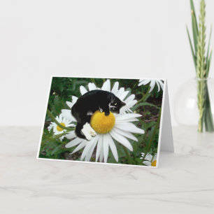 Bongodaisy Kort