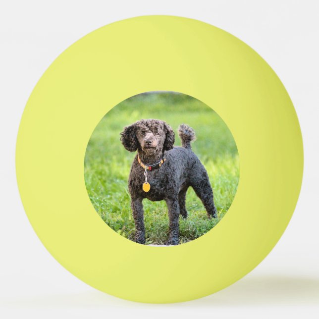 Bonjour Pingisboll (Framsidan)