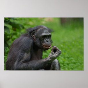 Bonobo Ape Porträtt Poster
