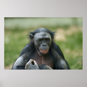 Bonobos Gaze Poster